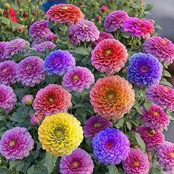 Amazon.com : 1000+ Crazy Blend Zinnia Seeds for Planting Non